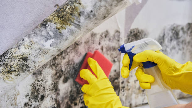 Best Basement Mold Removal  in Soh Weber, UT